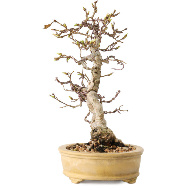 Carpinus coreana, 16 cm, ± 15 ans