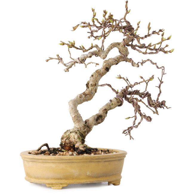 Carpinus coreana, 16 cm, ± 15 years old