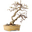 Carpinus coreana, 16 cm, ± 15 jaar oud