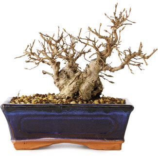 Carpinus coreana, 14 cm, ± 30 jaar oud