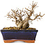 Carpinus coreana, 14 cm, ± 30 jaar oud