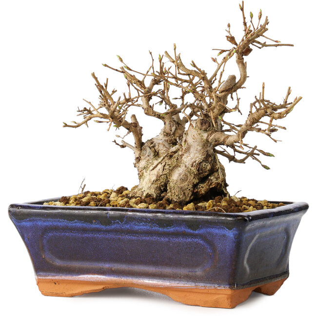 Carpinus coreana, 14 cm, ± 30 Jahre alt