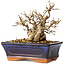 Carpinus coreana, 14 cm, ± 30 jaar oud