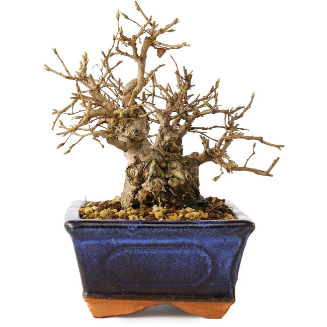 Carpinus coreana, 14 cm, ± 30 years old