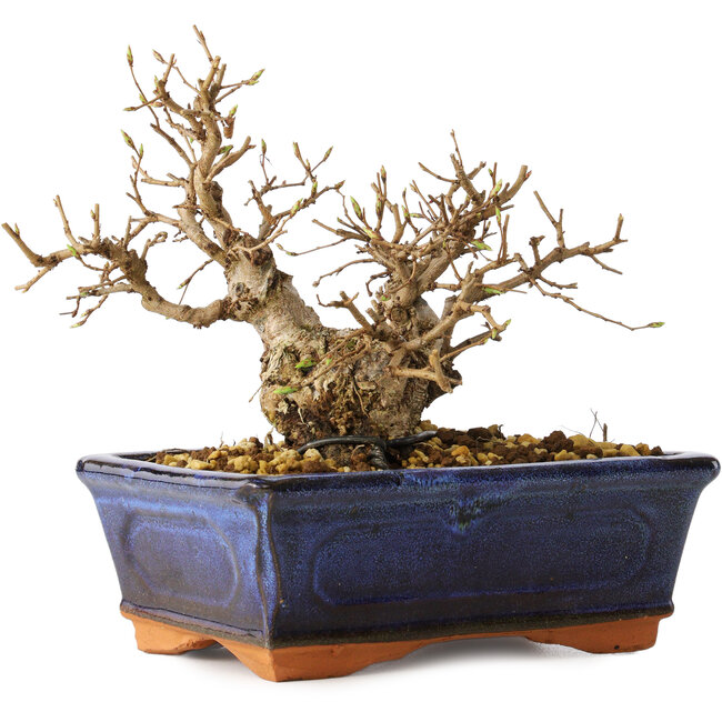 Carpinus coreana, 14 cm, ± 30 jaar oud