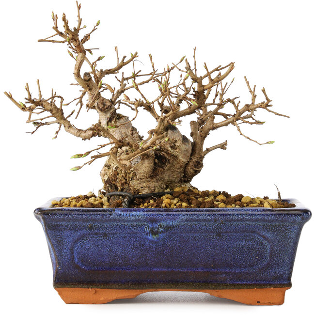 Carpinus coreana, 14 cm, ± 30 anni