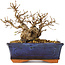 Carpinus coreana, 14 cm, ± 30 jaar oud
