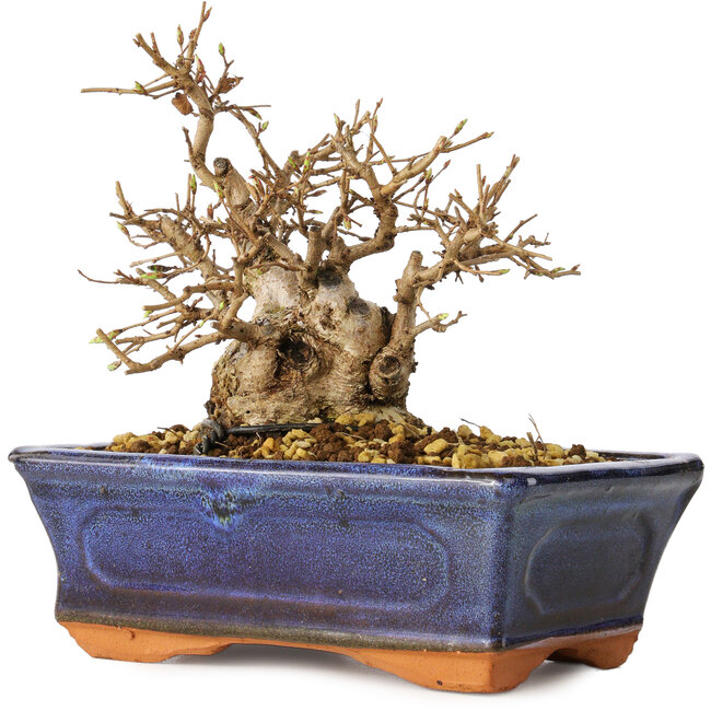 Carpinus coreana, 14 cm, ± 30 jaar oud