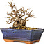 Carpinus coreana, 14 cm, ± 30 jaar oud
