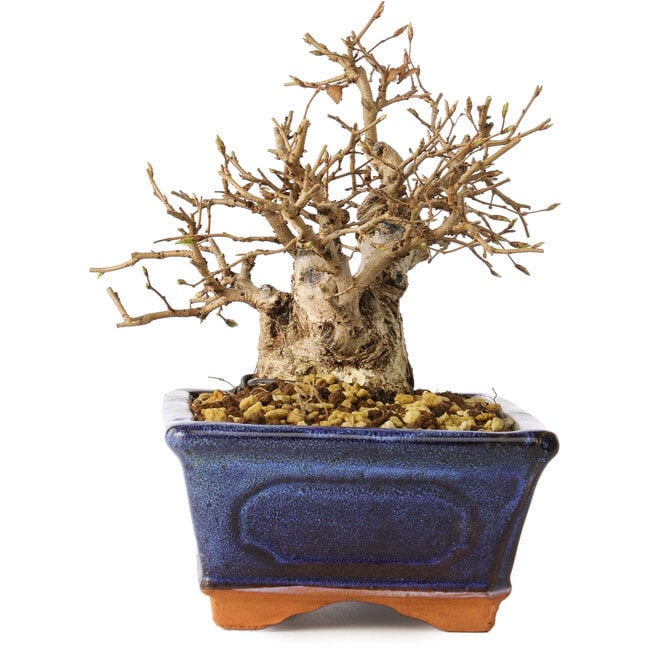 Carpinus coreana, 14 cm, ± 30 anni