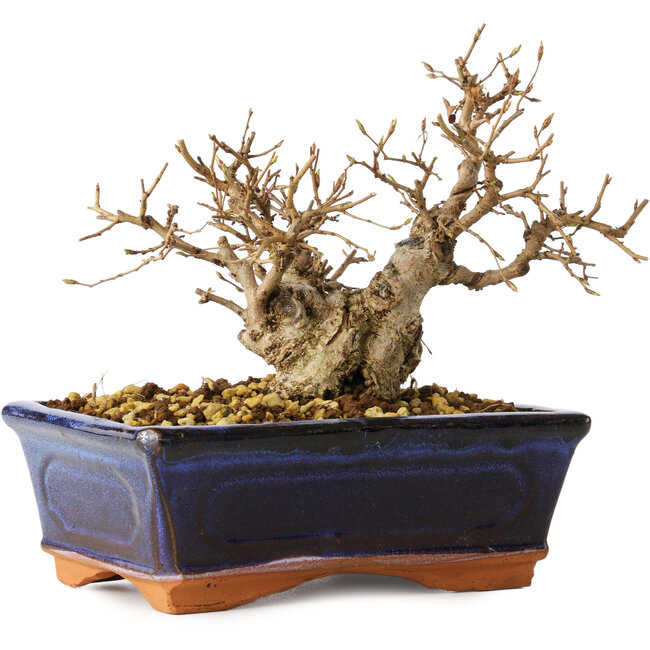 Carpinus coreana, 14 cm, ± 30 Jahre alt