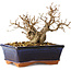 Carpinus coreana, 14 cm, ± 30 jaar oud