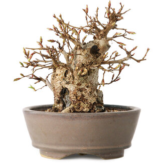 Carpinus coreana, 12 cm, ± 30 jaar oud