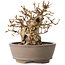 Carpinus coreana, 12 cm, ± 30 jaar oud