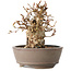Carpinus coreana, 12 cm, ± 30 jaar oud
