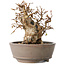 Carpinus coreana, 12 cm, ± 30 jaar oud