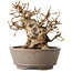Carpinus coreana, 12 cm, ± 30 jaar oud