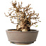 Carpinus coreana, 12 cm, ± 30 jaar oud