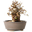 Carpinus coreana, 12 cm, ± 30 jaar oud