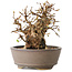 Carpinus coreana, 12 cm, ± 30 jaar oud