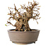 Carpinus coreana, 12 cm, ± 30 jaar oud