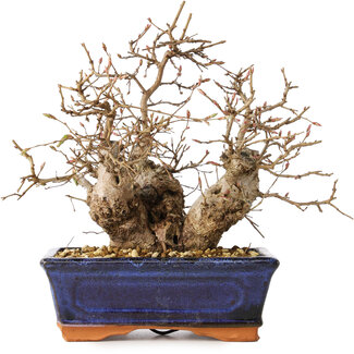 Carpinus coreana, 20 cm, ± 30 jaar oud