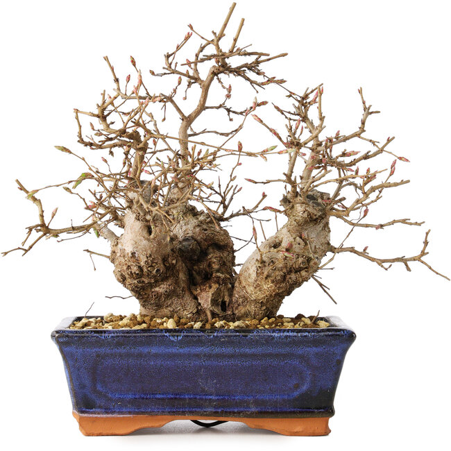 Carpinus coreana, 20 cm, ± 30 jaar oud