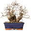Carpinus coreana, 20 cm, ± 30 jaar oud