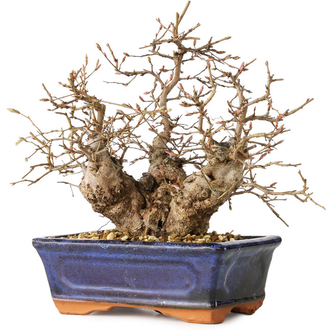 Carpinus coreana, 20 cm, ± 30 jaar oud