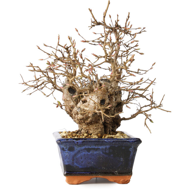 Carpinus coreana, 20 cm, ± 30 years old