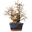 Carpinus coreana, 20 cm, ± 30 jaar oud