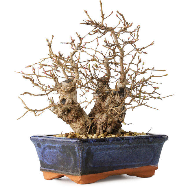 Carpinus coreana, 20 cm, ± 30 años