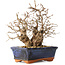 Carpinus coreana, 20 cm, ± 30 jaar oud
