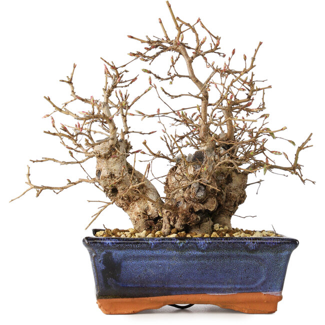 Carpinus coreana, 20 cm, ± 30 years old