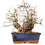 Carpinus coreana, 20 cm, ± 30 jaar oud