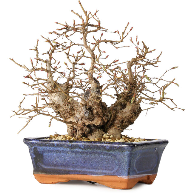 Carpinus coreana, 20 cm, ± 30 ans