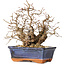 Carpinus coreana, 20 cm, ± 30 jaar oud