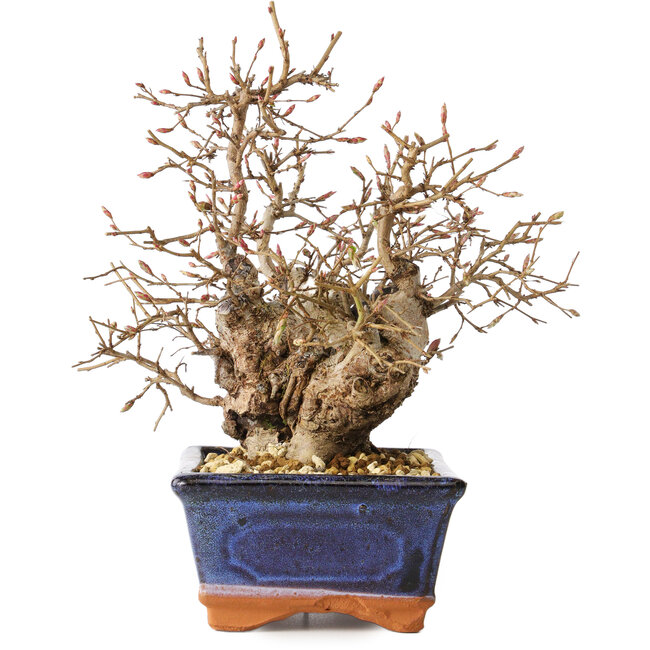 Carpinus coreana, 20 cm, ± 30 jaar oud