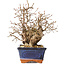 Carpinus coreana, 20 cm, ± 30 jaar oud