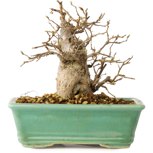 Carpinus coreana, 14 cm, ± 20 Jahre alt