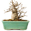 Carpinus coreana, 14 cm, ± 20 Jahre alt
