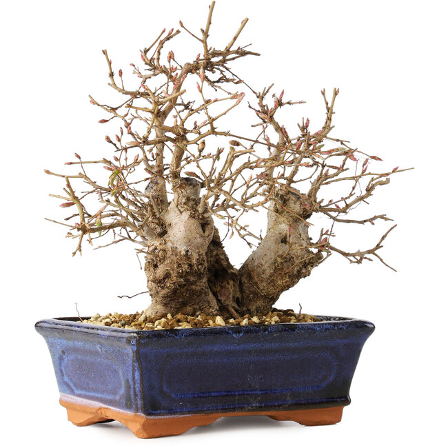Carpinus coreana, 20 cm, ± 30 jaar oud