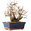 Carpinus coreana, 20 cm, ± 30 jaar oud