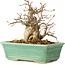 Carpinus coreana, 14 cm, ± 20 Jahre alt