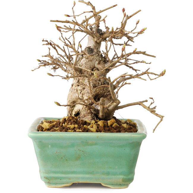 Carpinus coreana, 14 cm, ± 20 jaar oud