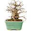 Carpinus coreana, 14 cm, ± 20 Jahre alt