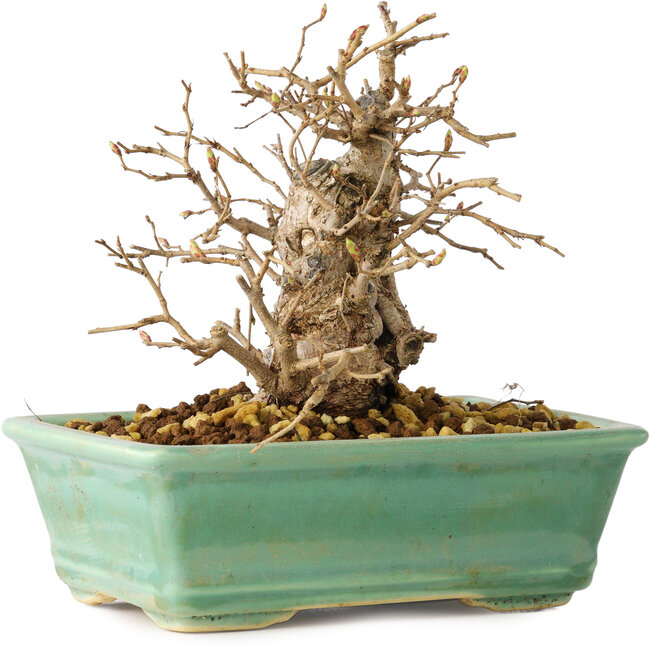 Carpinus coreana, 14 cm, ± 20 years old