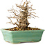 Carpinus coreana, 14 cm, ± 20 Jahre alt