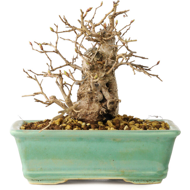 Carpinus coreana, 14 cm, ± 20 jaar oud