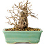 Carpinus coreana, 14 cm, ± 20 Jahre alt